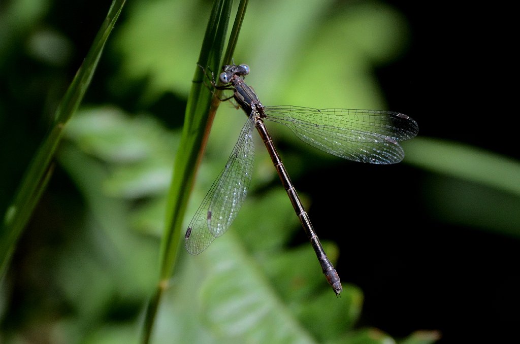 001 2015-08064600 Pierpont Meadow, MA.JPG - Amber-winged Spreadwing (Lestes eurinus)(f). Damselfly. Pierpont Meadow Wildlife Sanctuary, MA, 8-6-2015